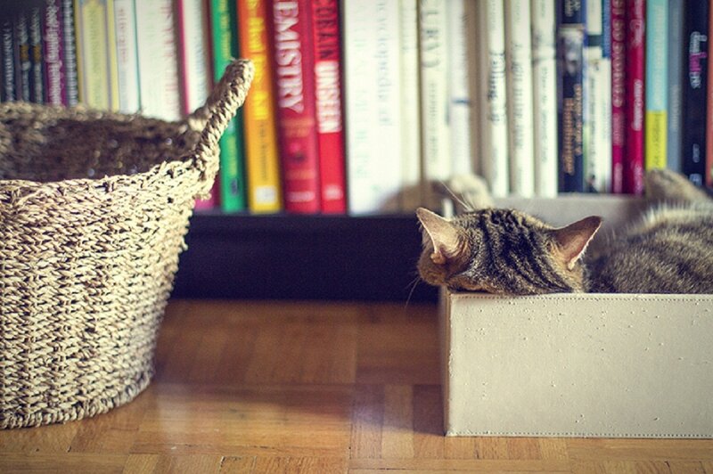 Tabby Cat in Box — Brown, Calm, Photograph