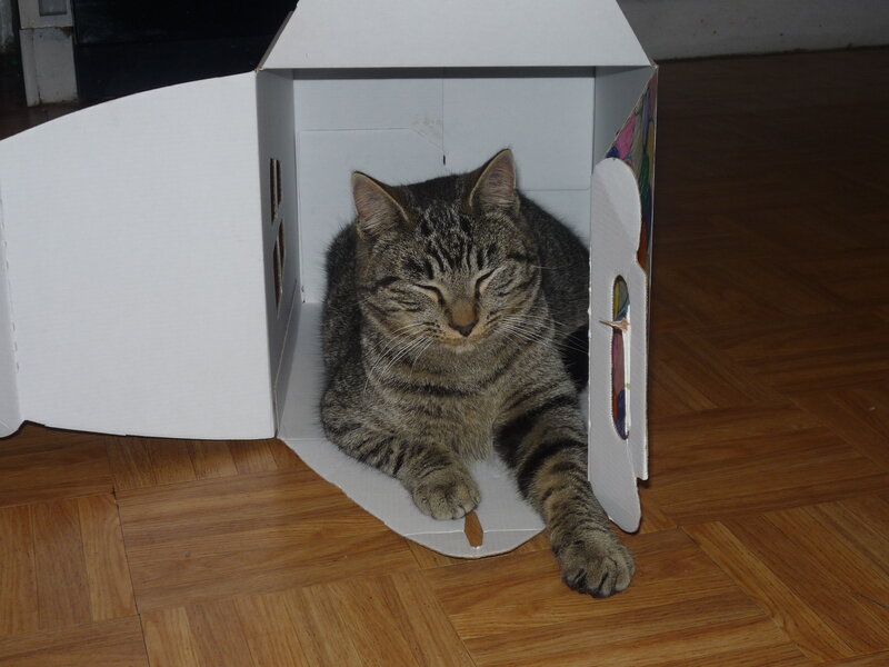 Tabby Cat in Box — Brown, Calm