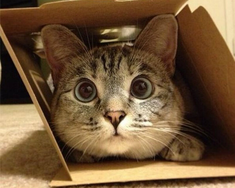 Tabby Cat in Box — Brown, Curious, Photograph