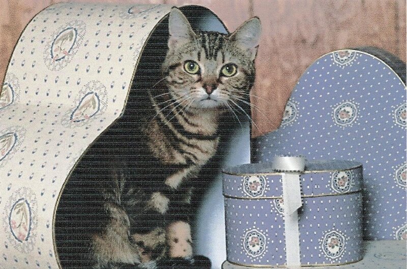 Tabby Cat in Box — Brown, Curious