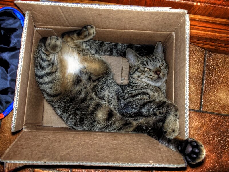 Tabby Cat in Box — Brown