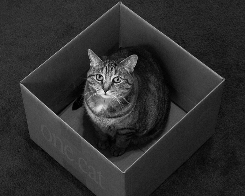 Tabby Cat in Box — Calm