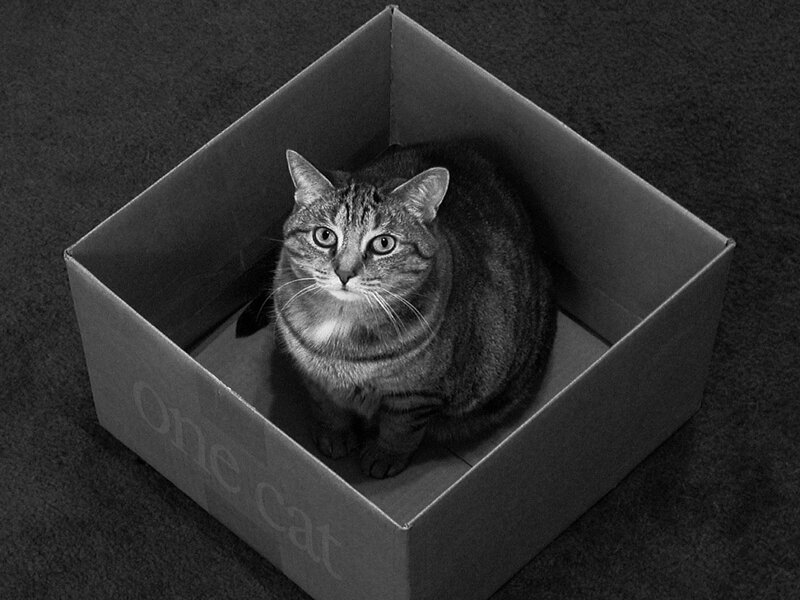 Tabby Cat in Box — Carpet