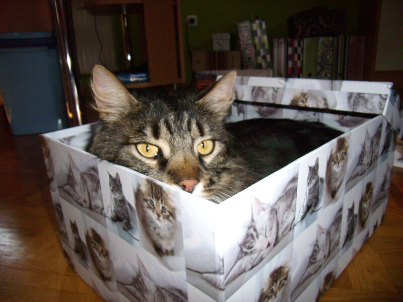 Tabby Cat in Box — Gray, Calm