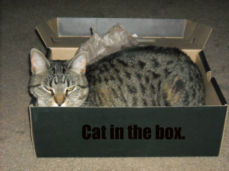 Tabby Cat in Box — Gray