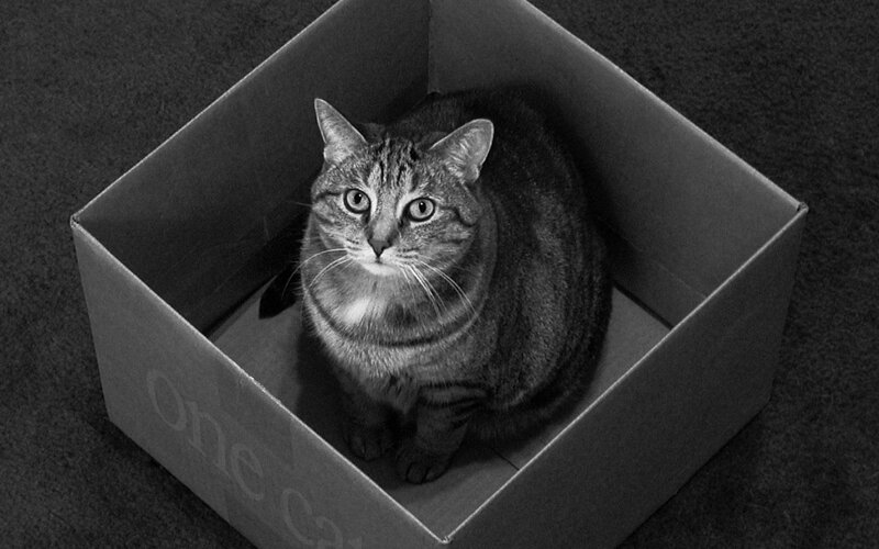 Tabby Cat in Box — Photograph