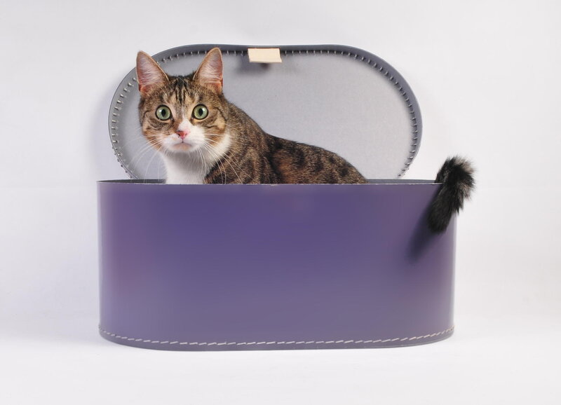 Tabby Cat in Box — Purple
