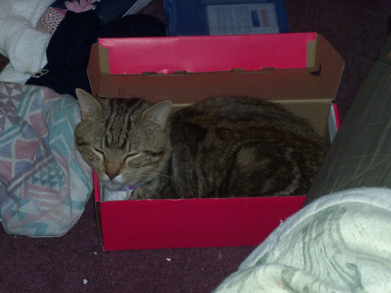 Tabby Cat in Box