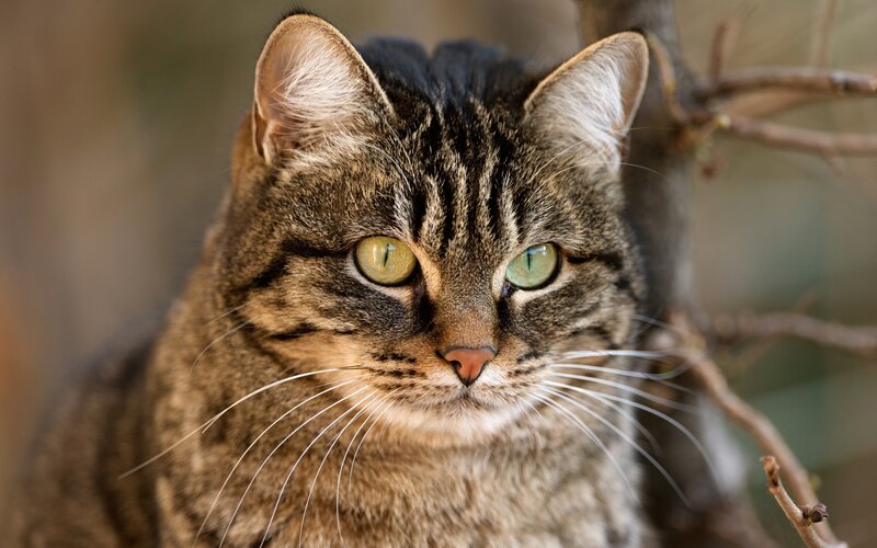 Tabby Cat in Branches — Brown, Calm