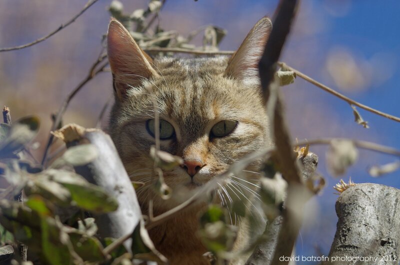 Tabby Cat in Branches