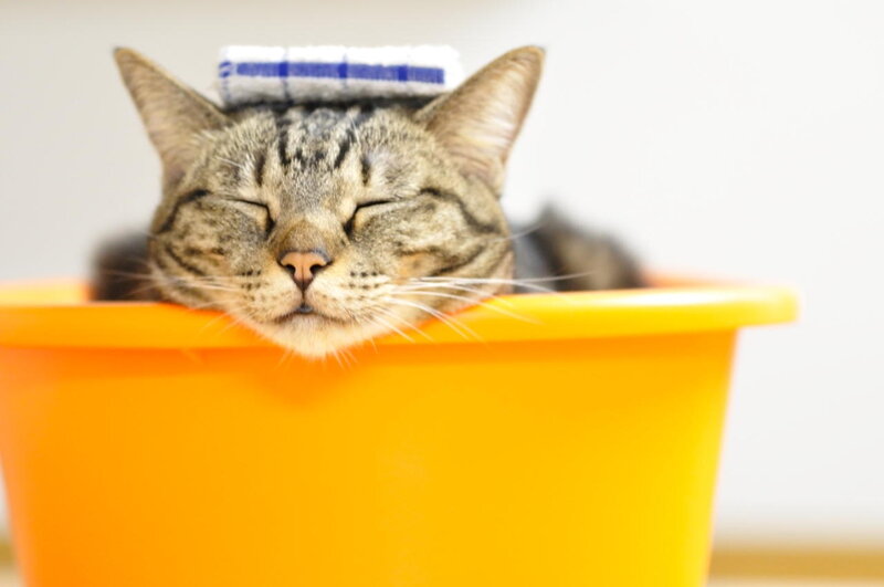 Tabby Cat in Bucket — Orange