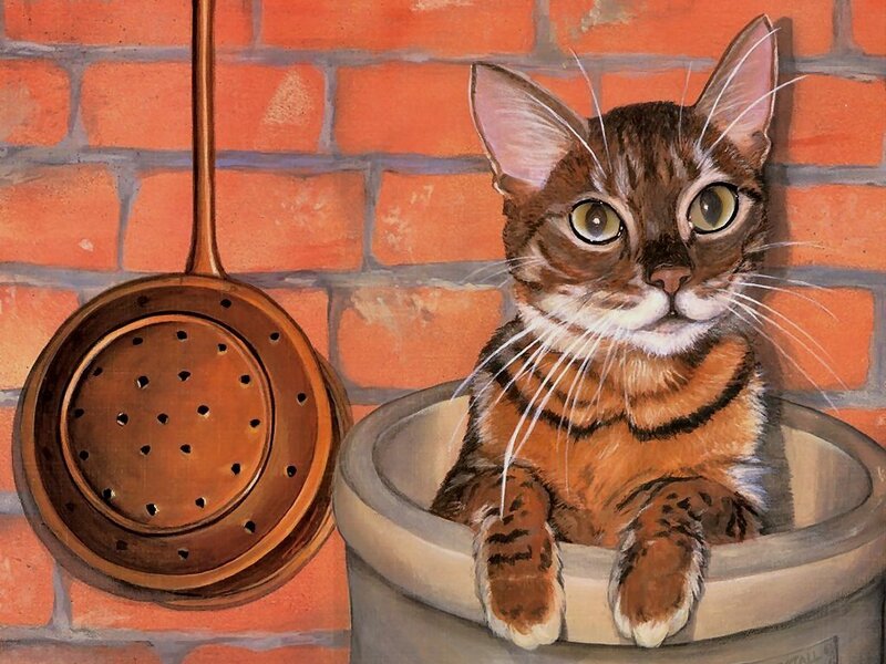 Tabby Cat in Bucket