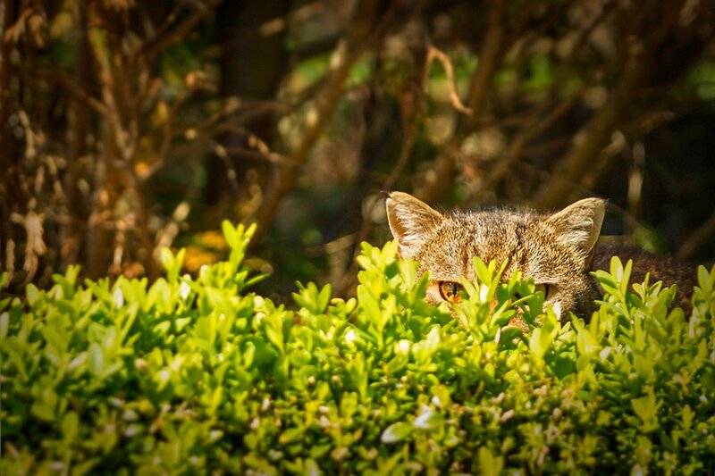 Tabby Cat in Bush — Green, Alert