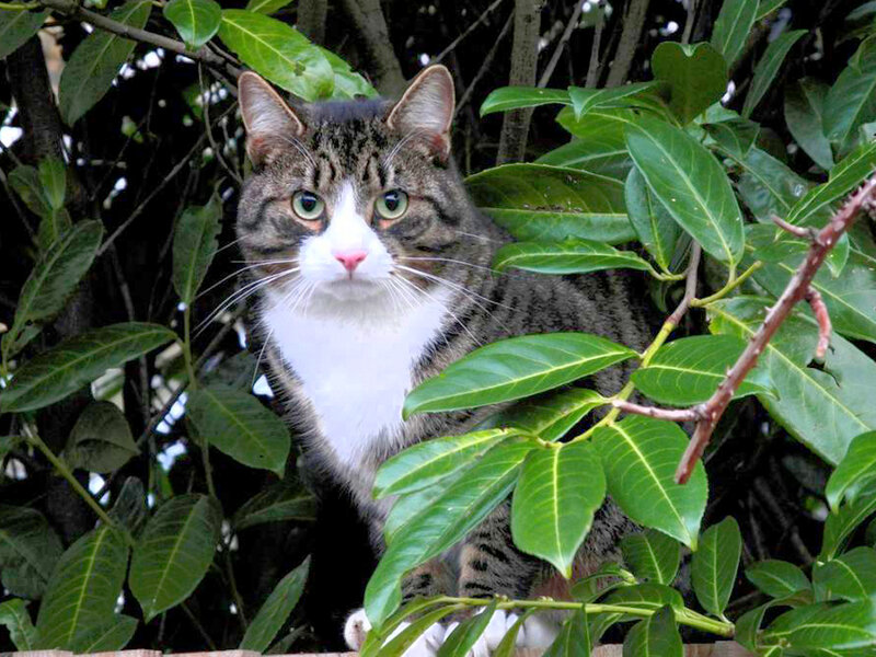 Tabby Cat in Bush — Green
