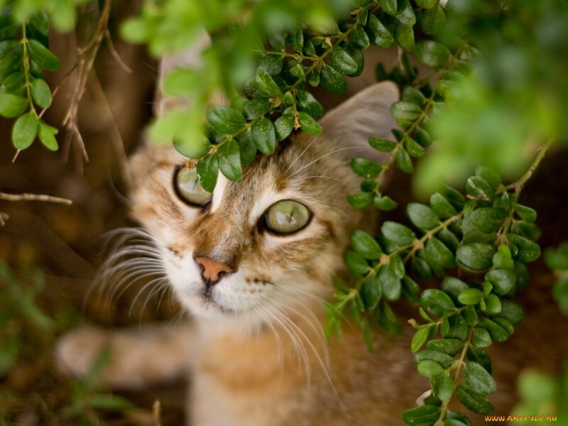 Tabby Cat in Bush