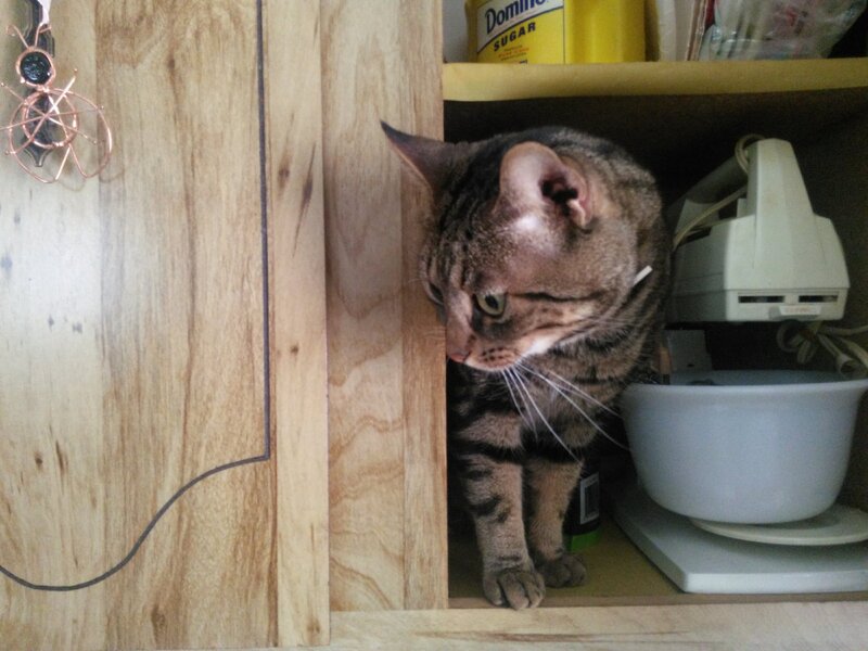 Tabby Cat in Cabinet — Brown