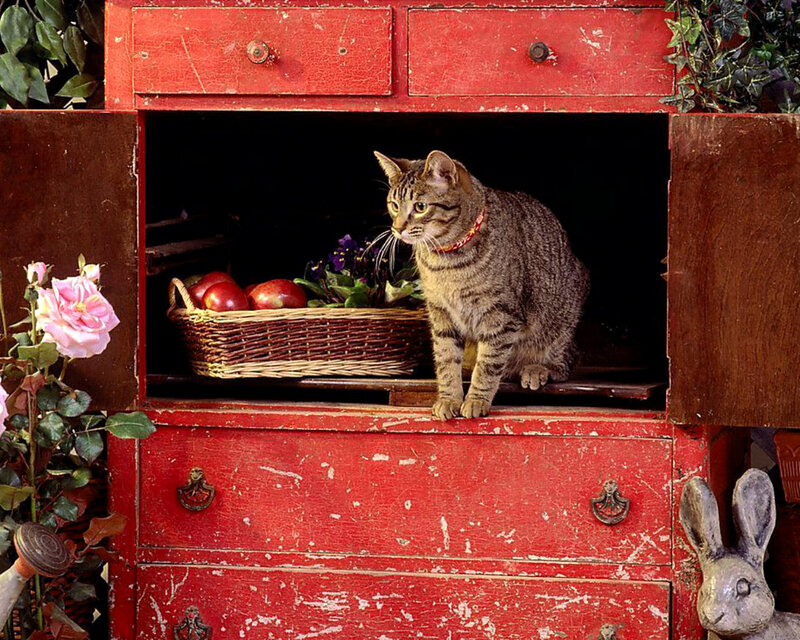 Tabby Cat in Cabinet — Red, Calm
