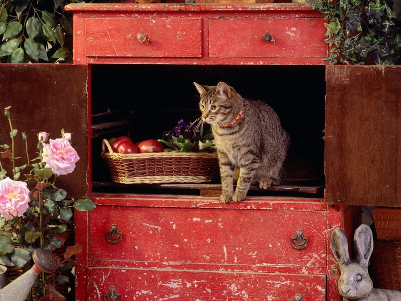 Tabby Cat in Cabinet — Red