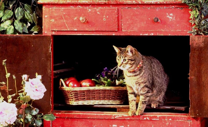 Tabby Cat in Cabinet