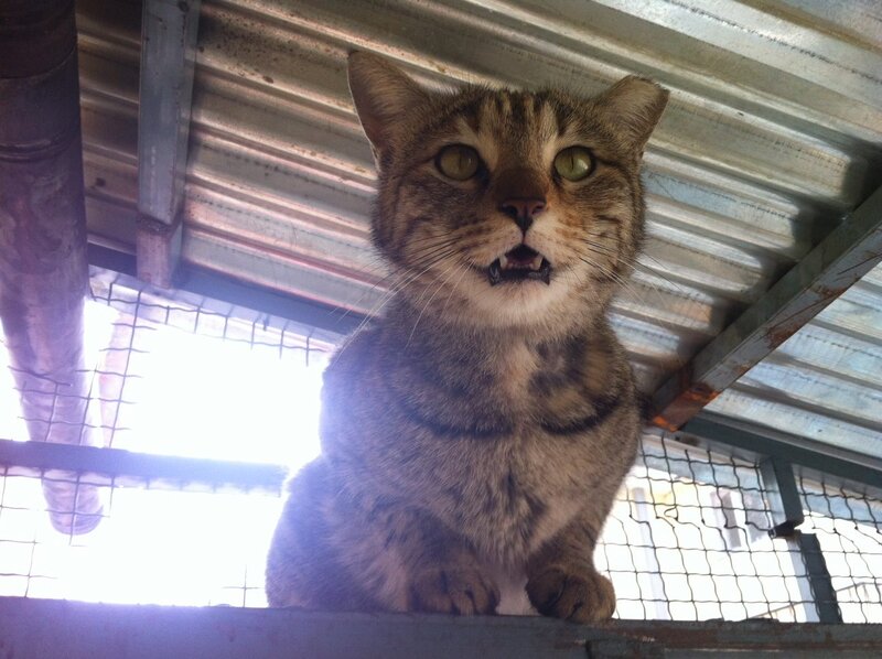 Tabby Cat in Cage — Brown, Alert