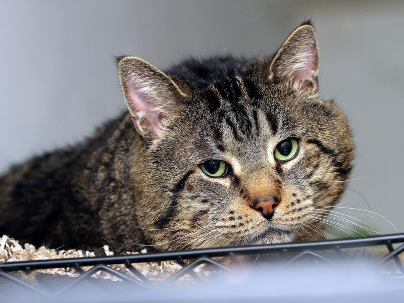 Tabby Cat in Cage — Brown