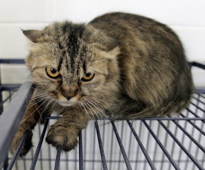 Tabby Cat in Cage