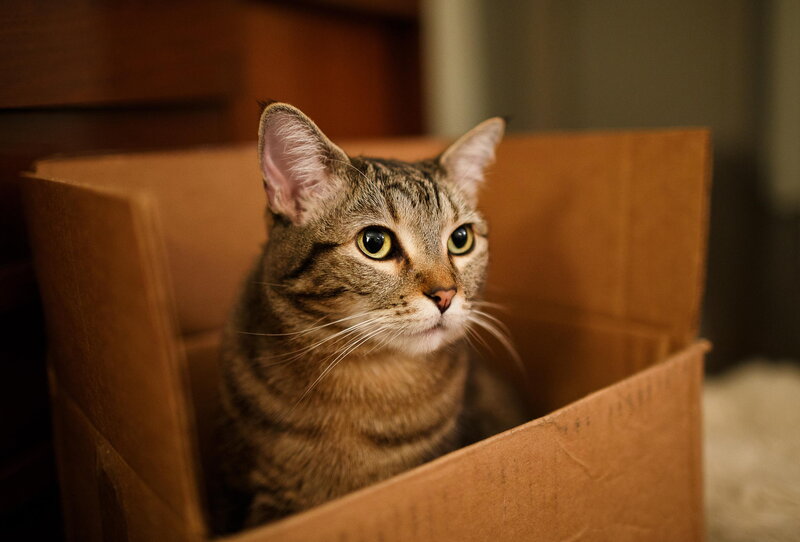 Tabby Cat in Cardboard Box — Brown