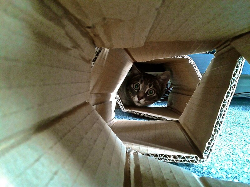 Tabby Cat in Cardboard Box