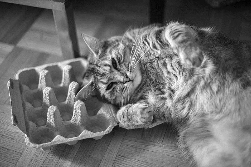 Tabby Cat in Carton