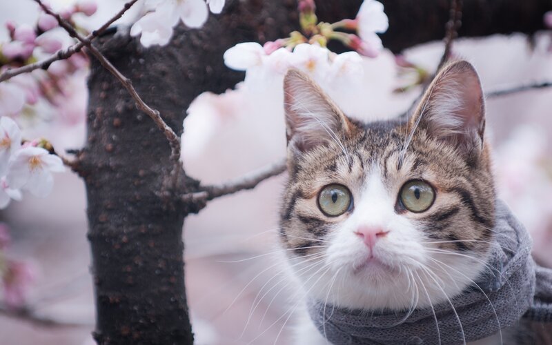 Tabby Cat in Cherry Blossoms