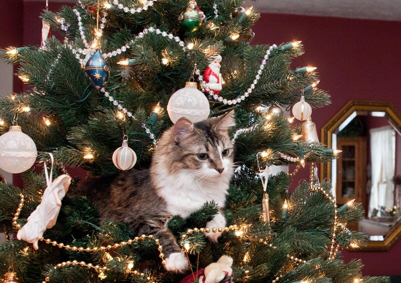 Tabby Cat in Christmas Tree
