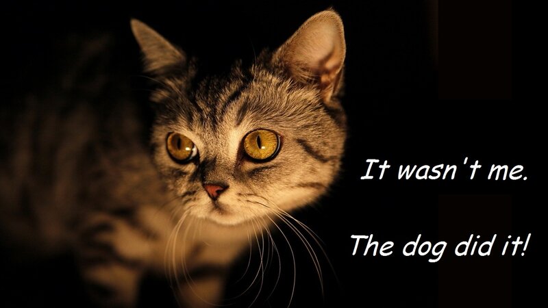 Tabby Cat in Dark — Black, Dramatic, Night