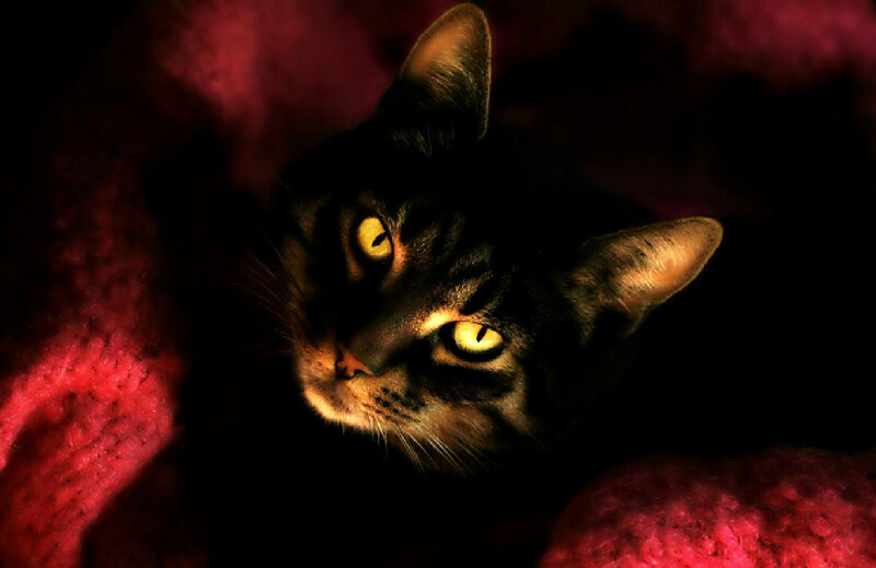 Tabby Cat in Dark — Black, Dramatic