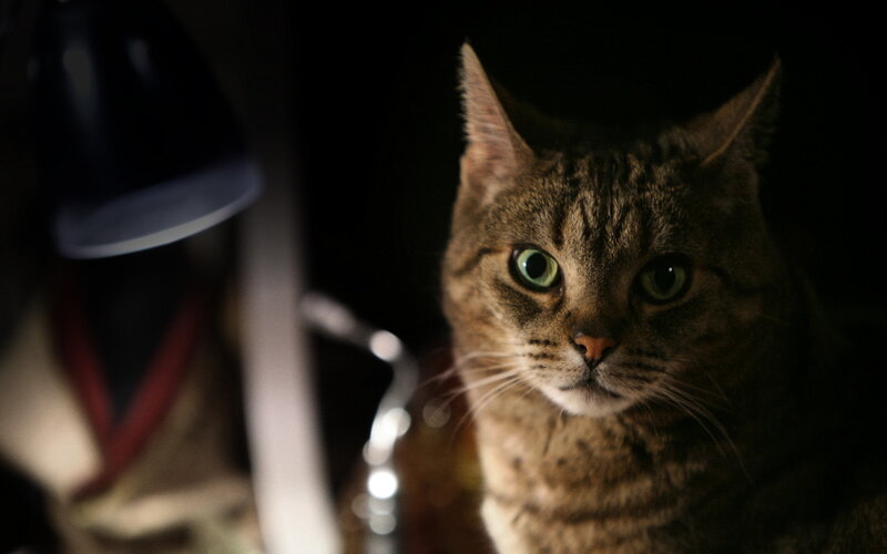 Tabby Cat in Dark Room