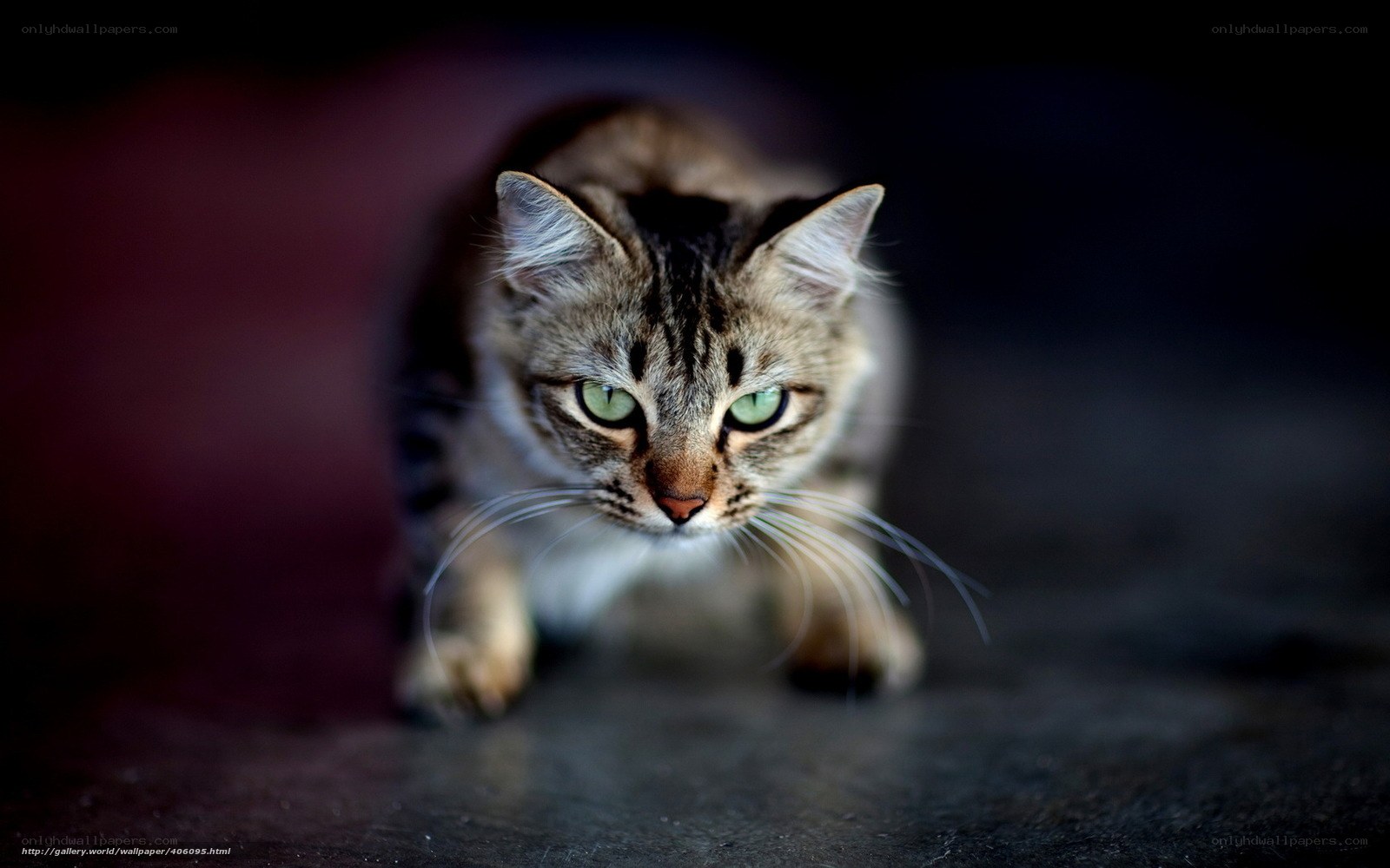 Tabby cat in dark setting