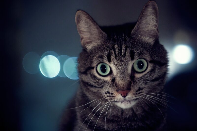 Tabby Cat in Dark