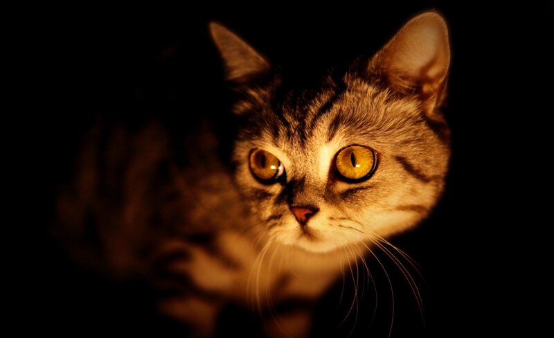 Tabby Cat in Darkness — Black, Dramatic, Night, Photograph, Eyes