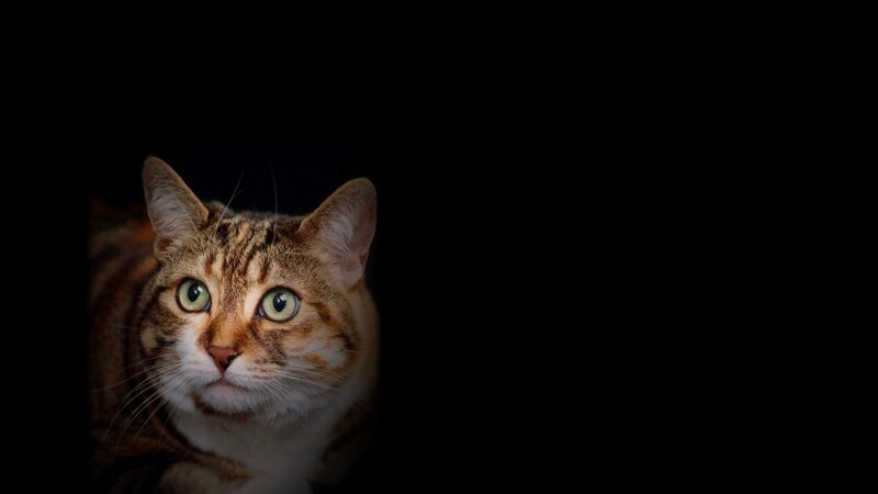 Tabby Cat in Darkness — Black, Dramatic, Night, Photograph