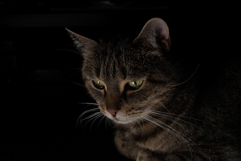 Tabby Cat in Darkness — Black, Dramatic, Night, Photograph, Whiskers