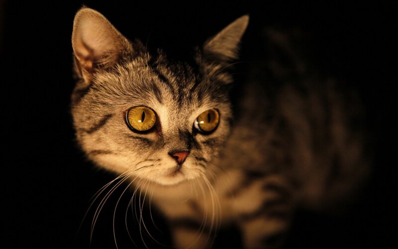 Tabby Cat in Darkness — Black, Dramatic, Night