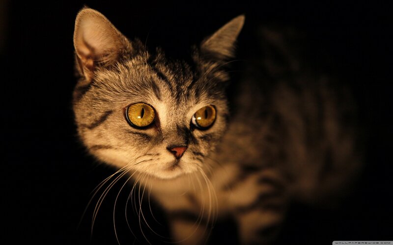 Tabby Cat in Darkness — Black, Dramatic