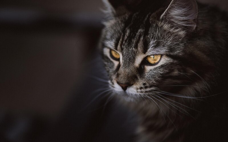 Tabby Cat in Dim Light — Gray