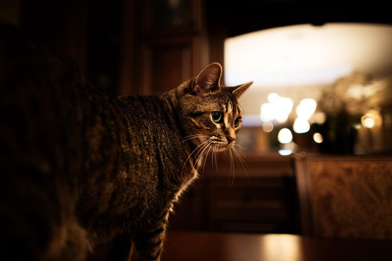 Tabby Cat in Dim Light
