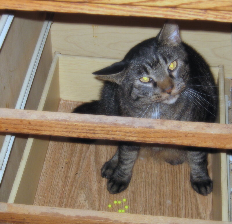 Tabby Cat in Drawer