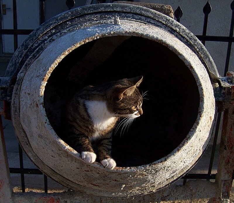 Tabby Cat in Drum