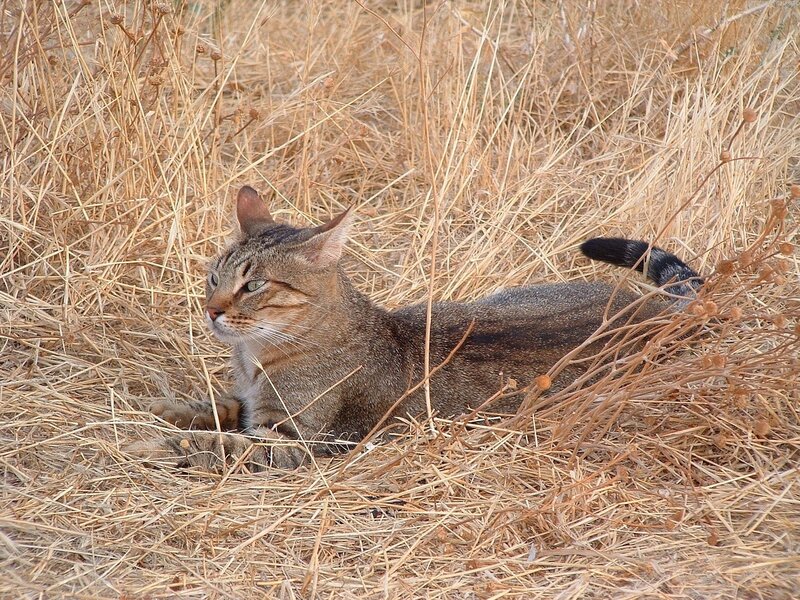 Tabby Cat in Dry Grass — Brown, Calm