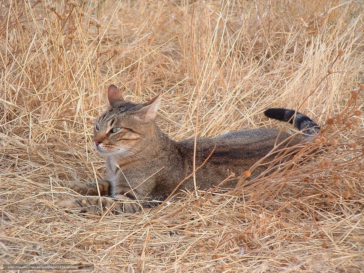 Tabby cat in dry grass