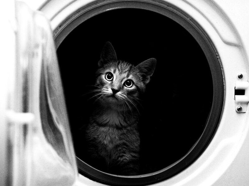 Tabby Cat in Dryer
