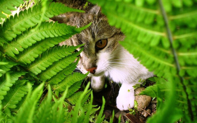 Tabby Cat in Ferns — Green, Curious, Afternoon
