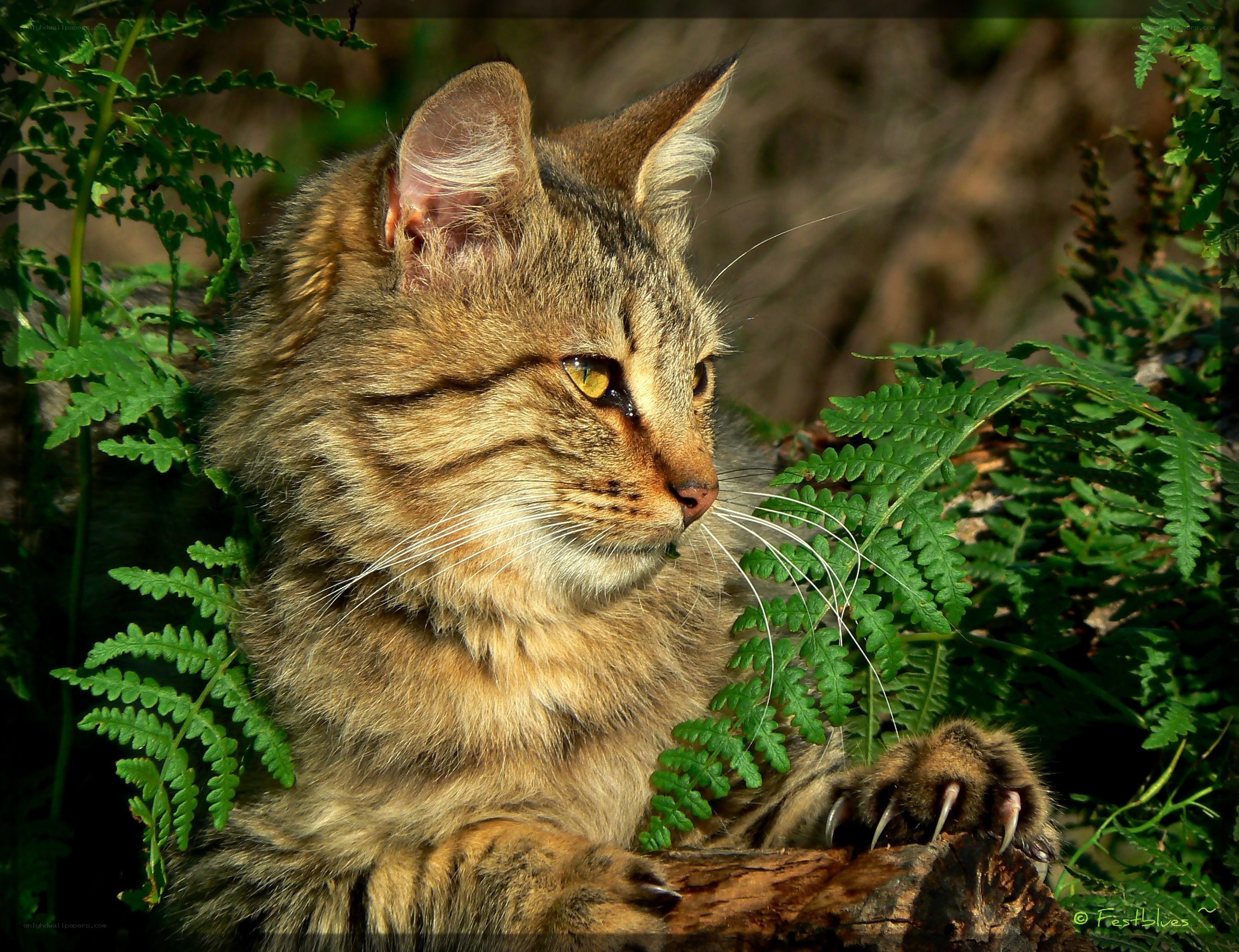 Tabby cat in ferns